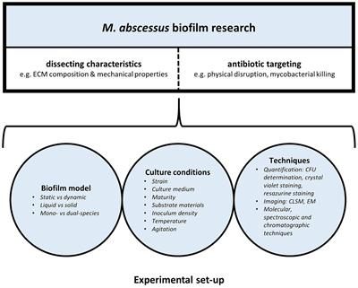 A laboratory perspective on Mycobacterium abscessus biofilm culture, characterization and drug activity testing